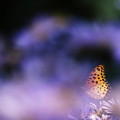 Photos: 紫苑