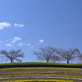 Photos: 春景色