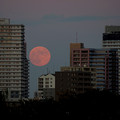 Photos: 月食の日の月の出