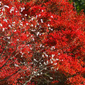Photos: 桜山公園