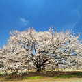 Photos: 天平の丘公園：薄墨桜