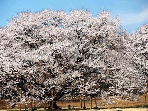 天平の丘公園：薄墨桜