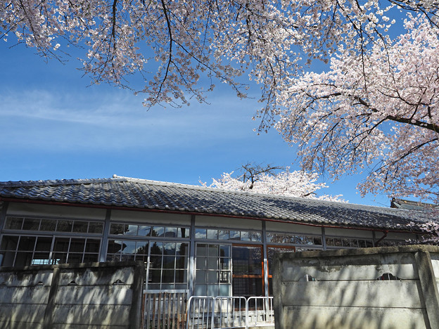 富岡製糸場の桜
