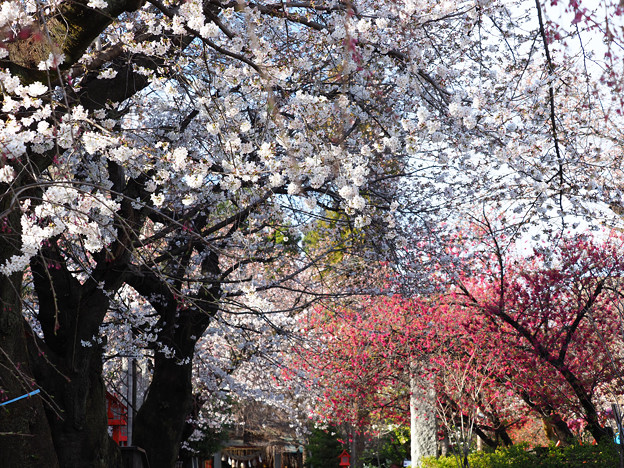 冠稲荷神社の桜