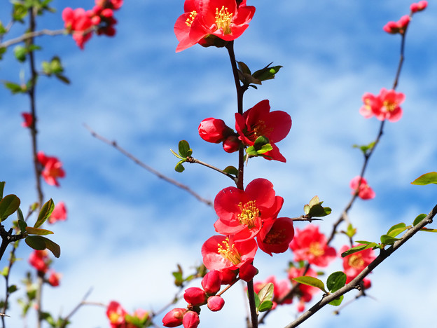 冠稲荷神社の木瓜の花