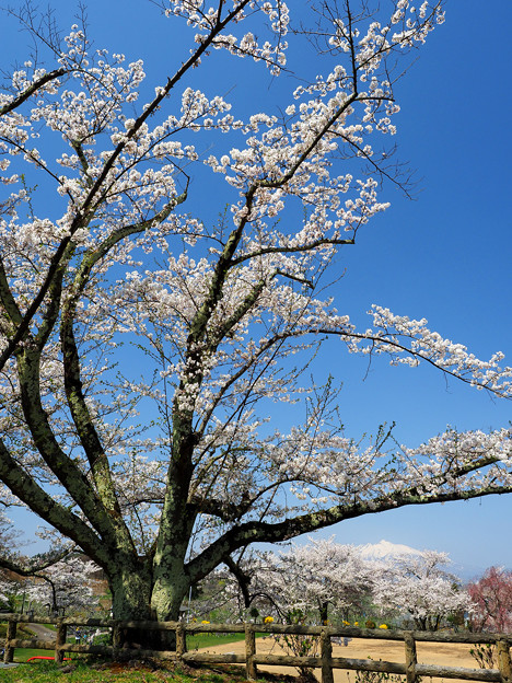 大仏公園の桜