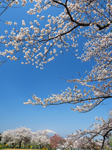 大仏公園の桜