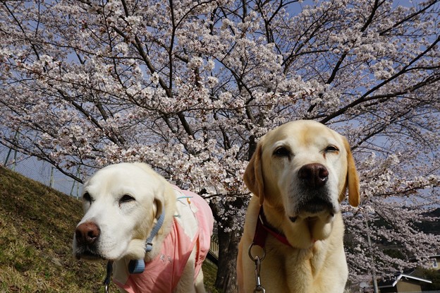 桜とわんこ