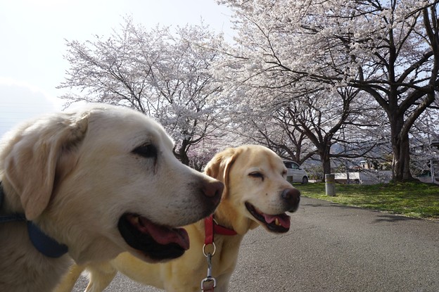 桜とわんこ