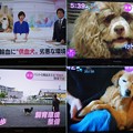 Photos: 献血犬のニュース