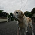 Photos: 朝散歩