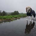 Photos: 雨散歩