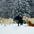 Photos: 雪の中の５わんこ