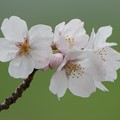 Photos: 桜 3