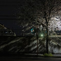 Photos: 夜桜 #1