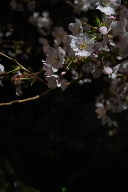 Photos: 夜桜 #2