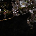 Photos: 夜桜 #2