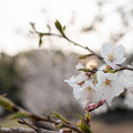 Photos: 桜 #1