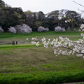 Photos: 桜 #2