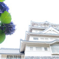 Photos: 城と紫陽花