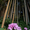 Photos: 竹林に咲く