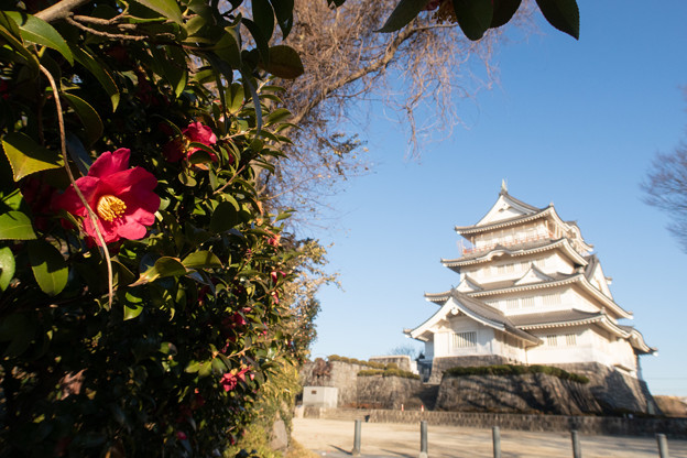 Photos: 花と城