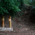 Photos: 森に続く階段