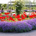札幌百合が原公園  7月に咲く花祭典