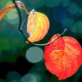 Photos: 葉も色ずく-1