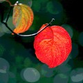 Photos: 葉も色ずく-2
