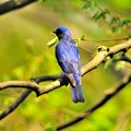 Photos: 四季の鳥