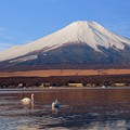 Photos: 富士と白鳥