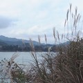 Photos: ススキ／宮ヶ瀬湖