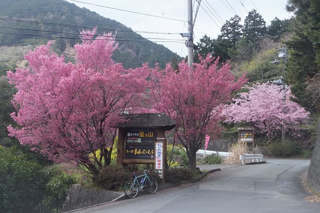 桜2色