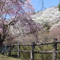 Photos: 八重紅枝垂／大島桜
