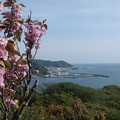 八重桜／葉山漁港