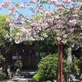 八重桜／山角天神社社殿