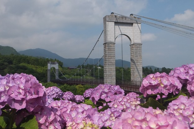 西洋紫陽花／風の吊り橋