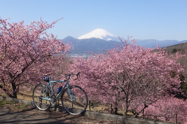 河津桜／富士山