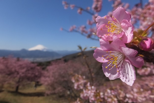 河津桜／富士山