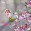 Photos: 一足早い春