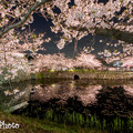 Photos: 福岡城址の春