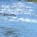五ヶ瀬川の流れ3