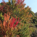秋の色3