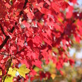 Photos: 秋の色4