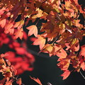 Photos: 秋の色5