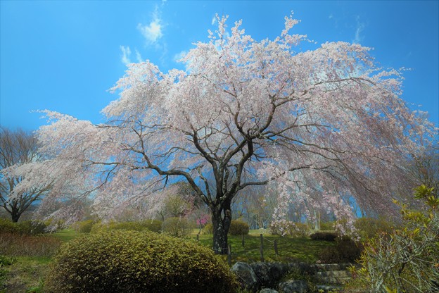 Photos: 垂れ桜