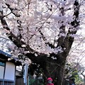 桜地蔵
