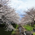 桜遊歩道