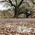 Photos: 桜じゅうたん